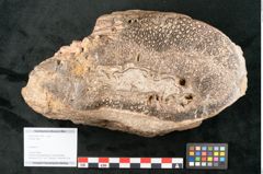 Foto (Objekt + Etikett) von Fern  (NHMW-GEO-2024-0188-11589)